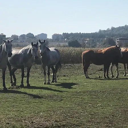 Stamopolu Lux с изглед към морето Hotel Primorsko