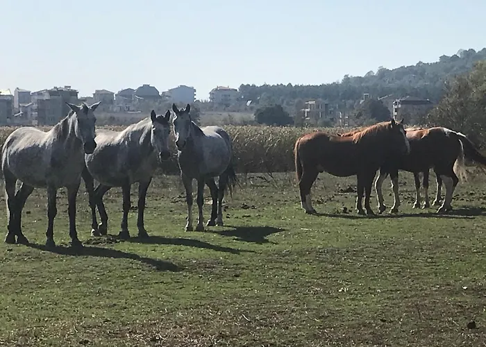 Stamopolu Lux с изглед към морето Ξενοδοχείο Πριμόρσκο